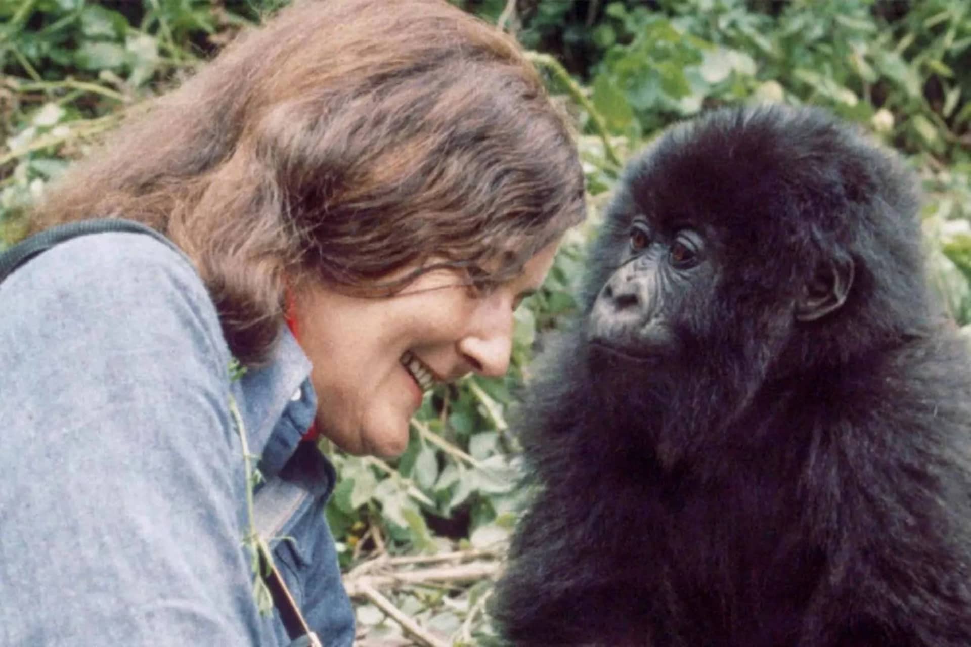 ascot private encounters Portrait- Dian Fossey Gorilla Fund