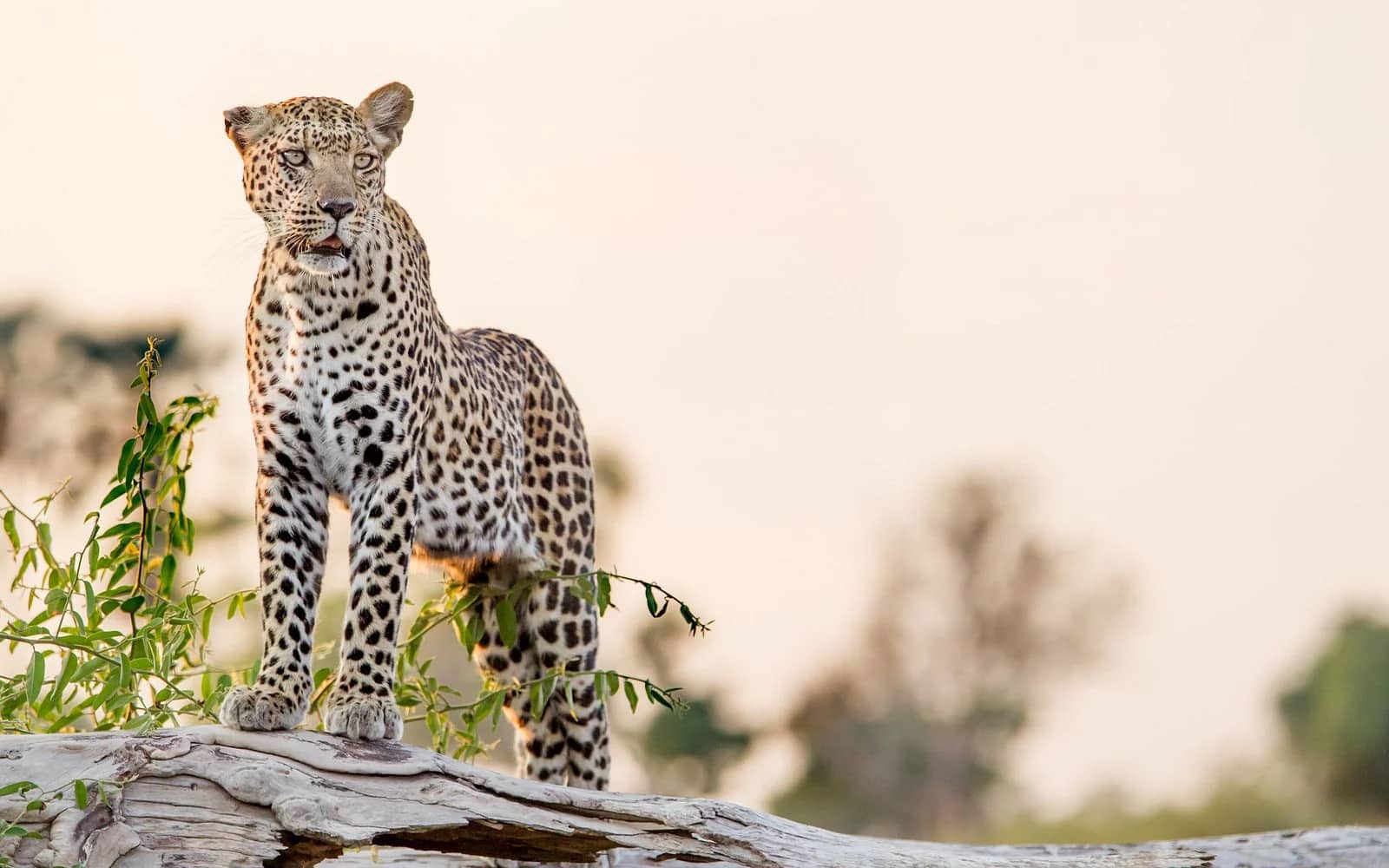 ascot private index Leopard at dawn, Sabi Sand golden light