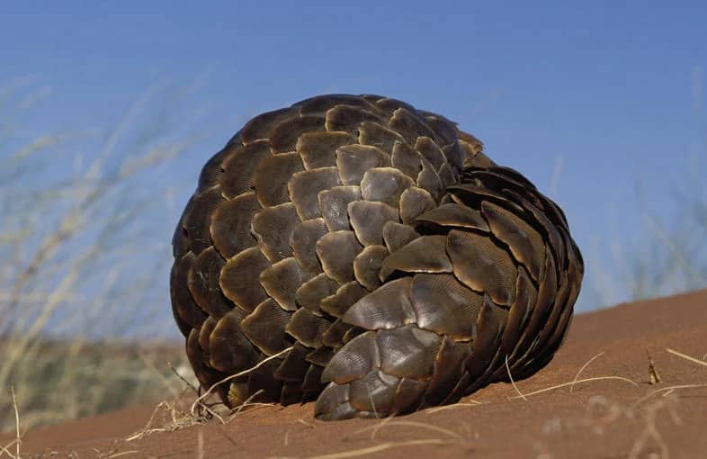 ascot private index Pangolin curled, Tswalu Kalahari