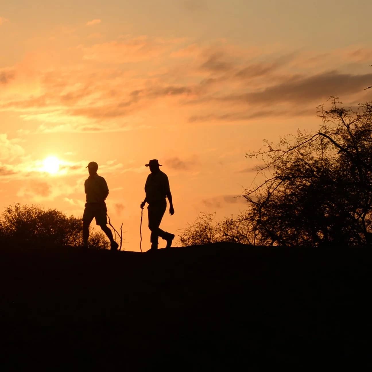 ascot private journal Photography- Renias Mhlongo tracking at dawn, Londolozi, Sabi Sand