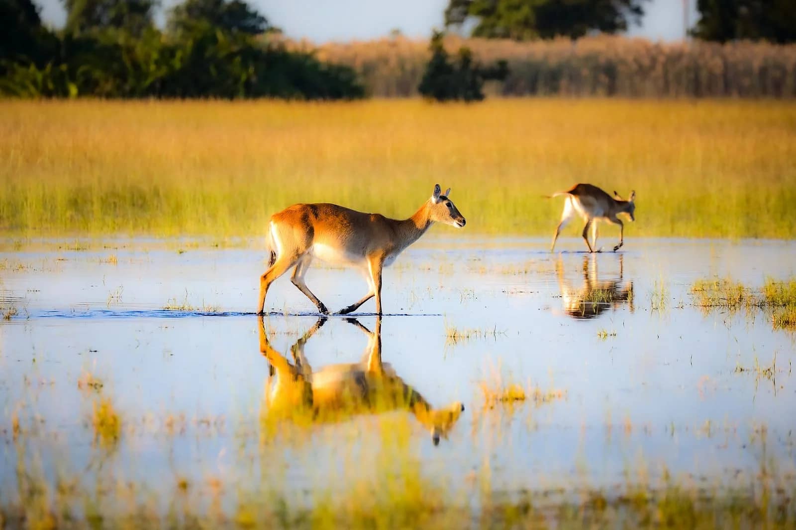 ascot private journeys BOTSWANA- THE WATER & THE WILD