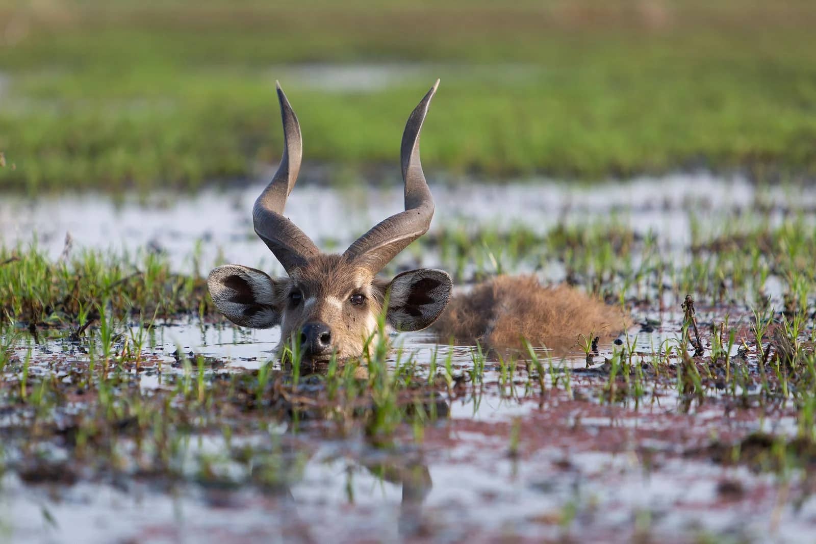 ascot private journeys BOTSWANA- THE WATER WILDERNESS