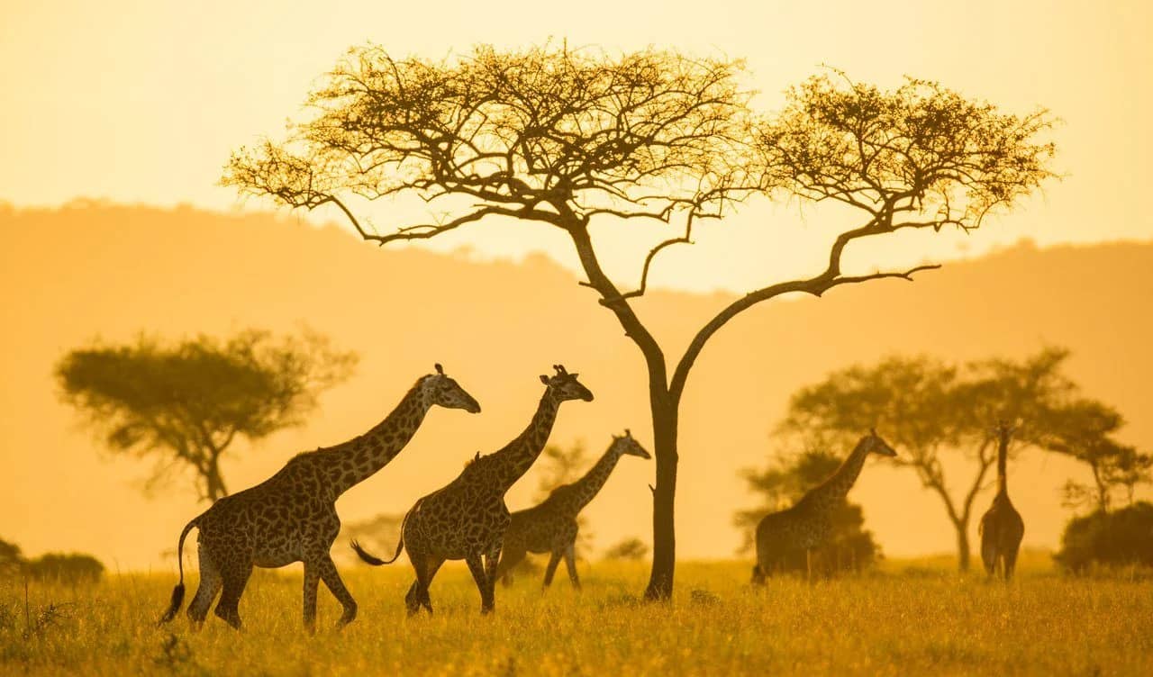 ascot private journeys EAST AFRICA BY AIR