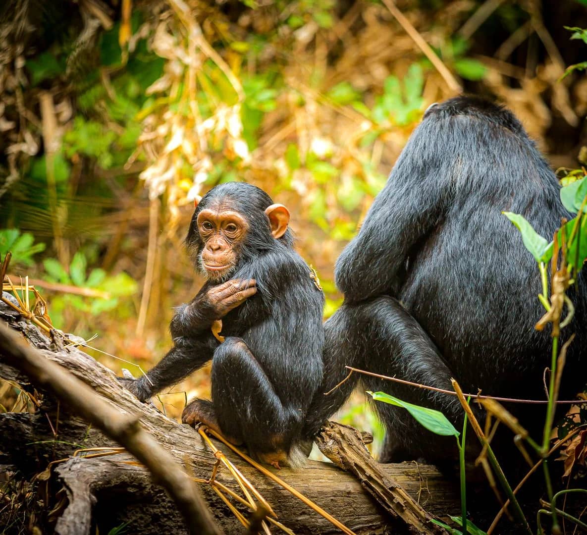ascot private journeys GORILLAS, CHIMPS & THE SWAHILI COAST