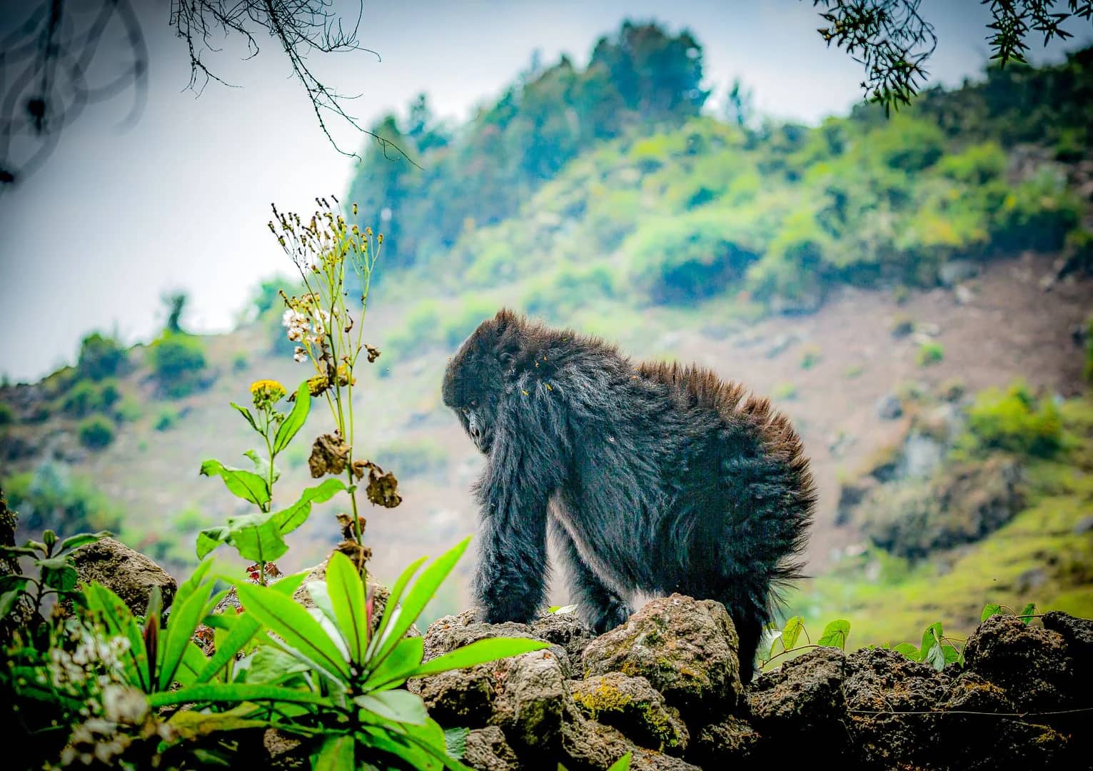 ascot private journeys GORILLAS, VOLCANOES & THE MARA