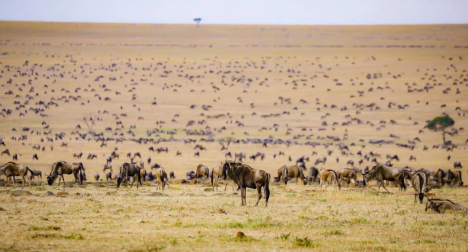 ascot private journeys THE GREAT MIGRATION