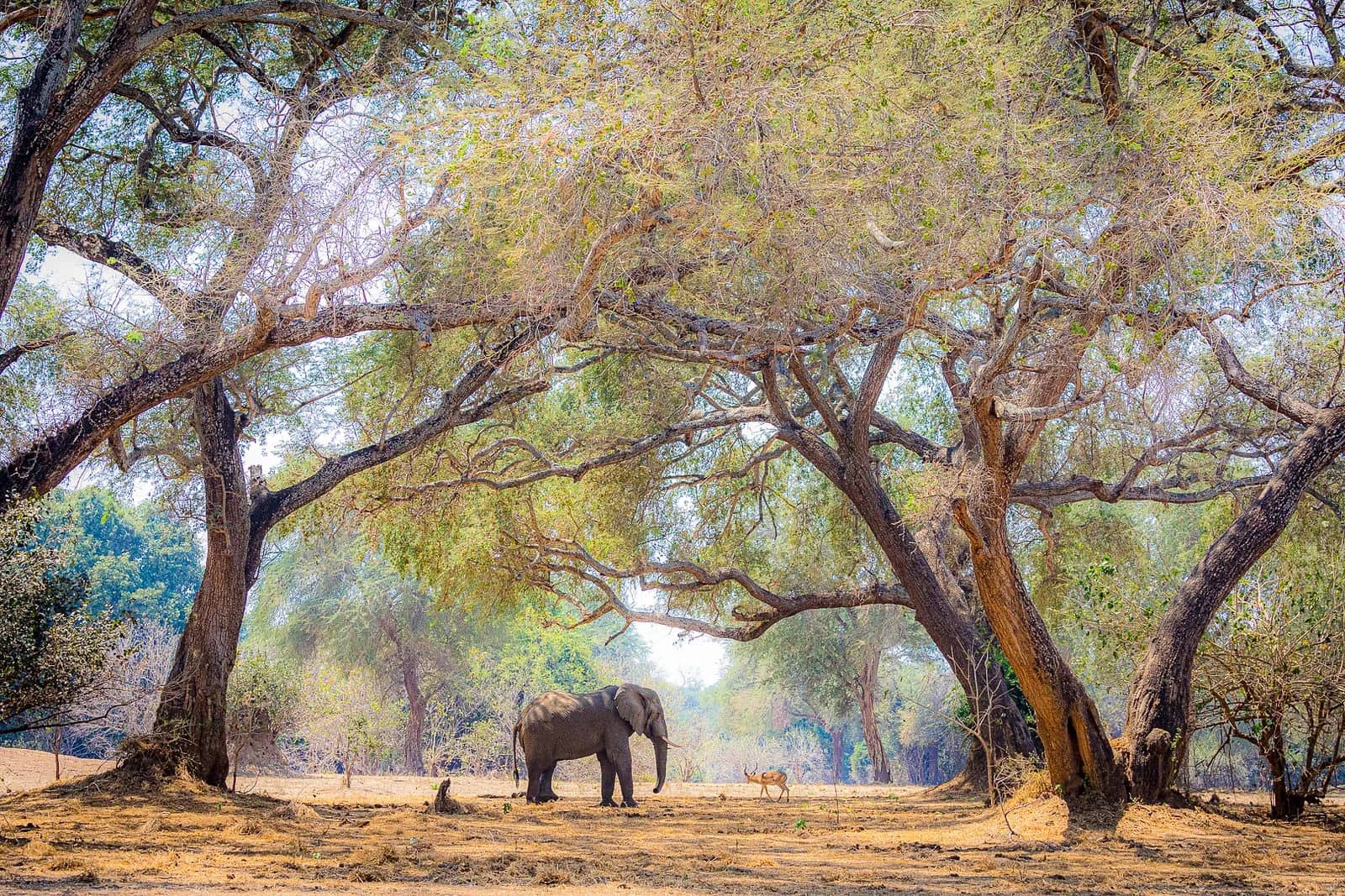 ascot private journeys THE HIGHVELD, THE LOWVELD & THE ZAMBEZI