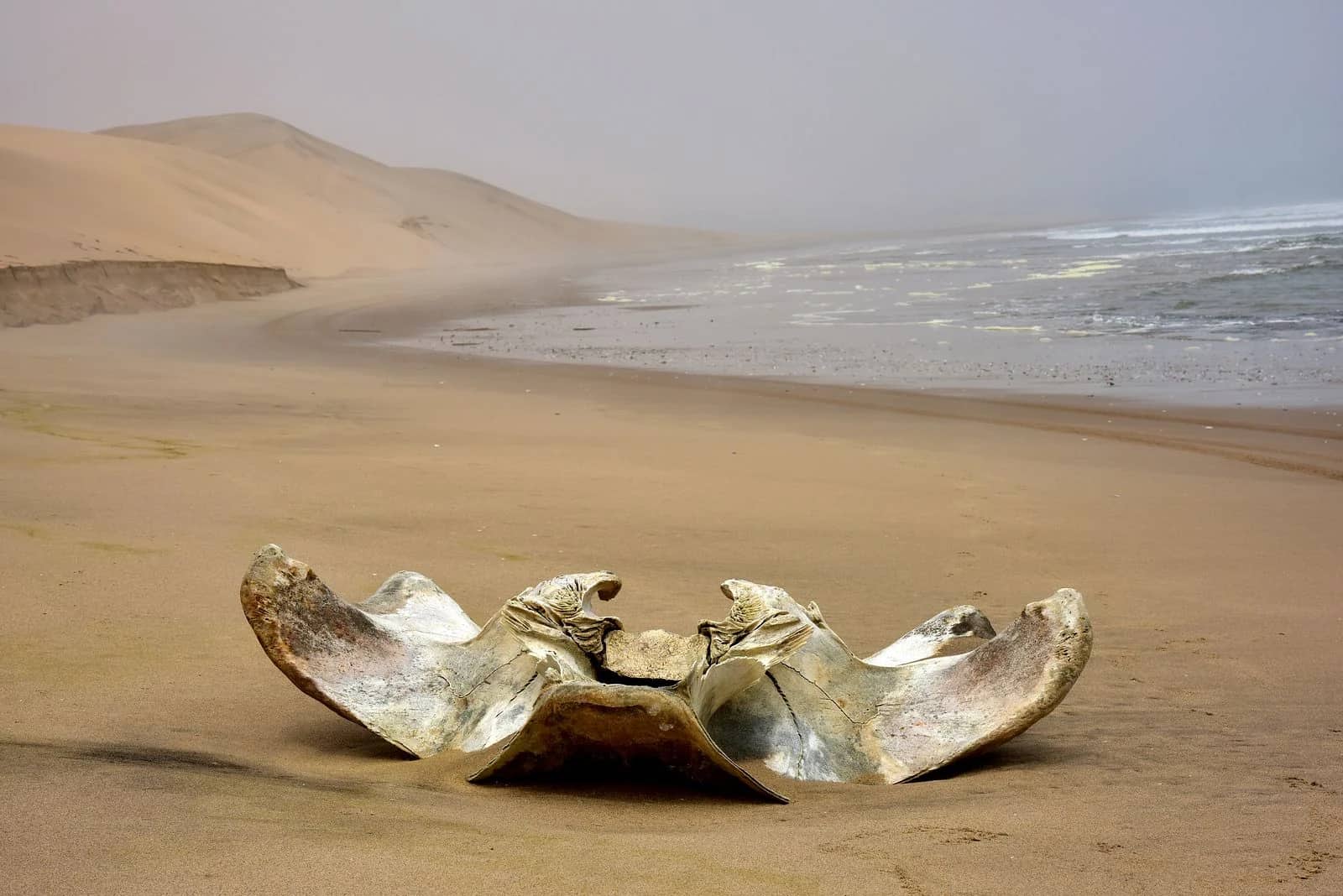ascot private journeys THE SKELETON COAST, THE DESERT & THE DELTA