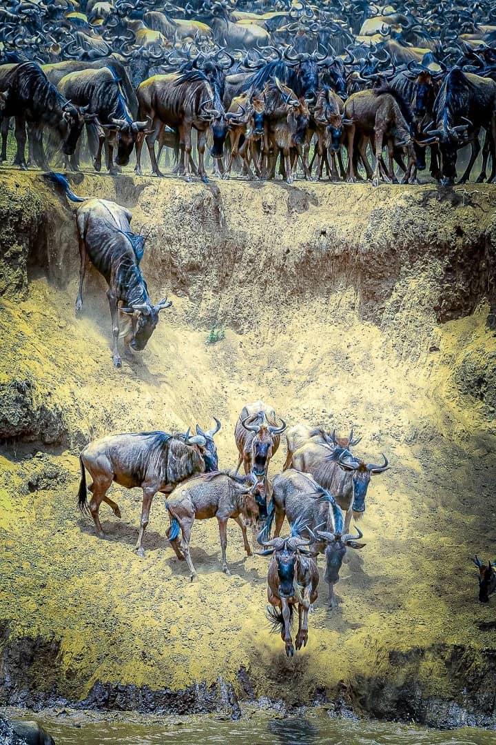 kenya Great Migration river crossing - wildebeest, spray, drama, the Mara at its peak