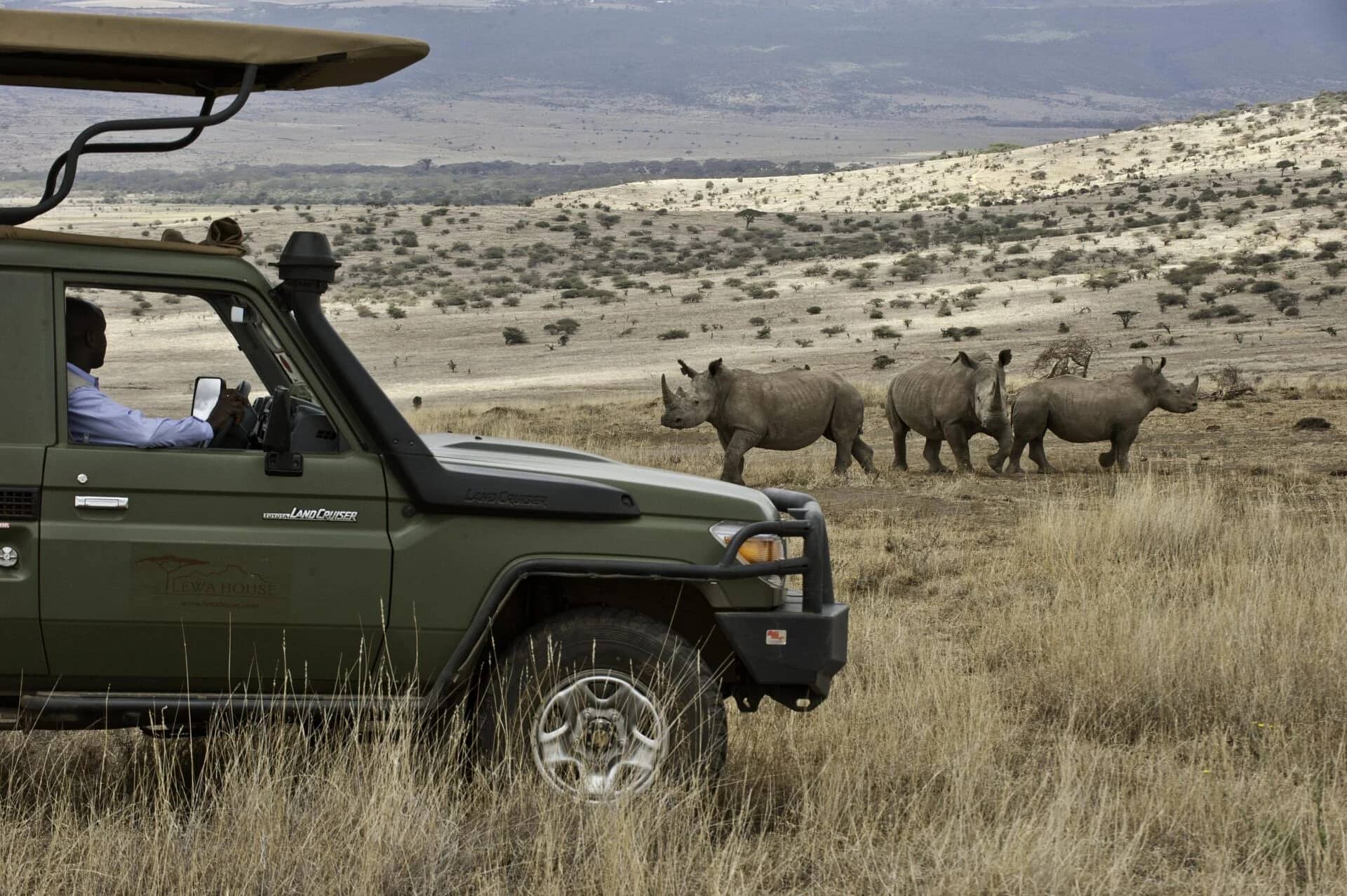 lewa-house Black rhino sighting - Lewa Conservancy, morning light